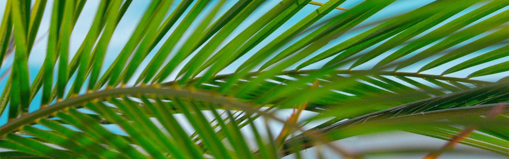 Closeup image of palm fronds