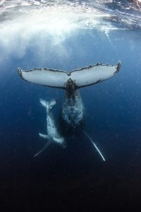 A whale and her calf. (Courtesy Annie Crawley)