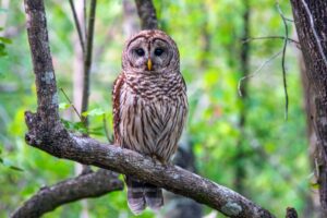 Barred Owl sits in a tree. Adobe stock 202071553