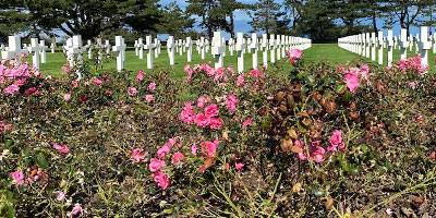 Flowers in cemetery