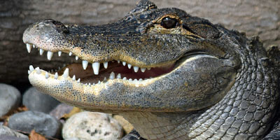 Alligator