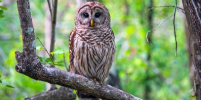 Owl perched on top of a branch