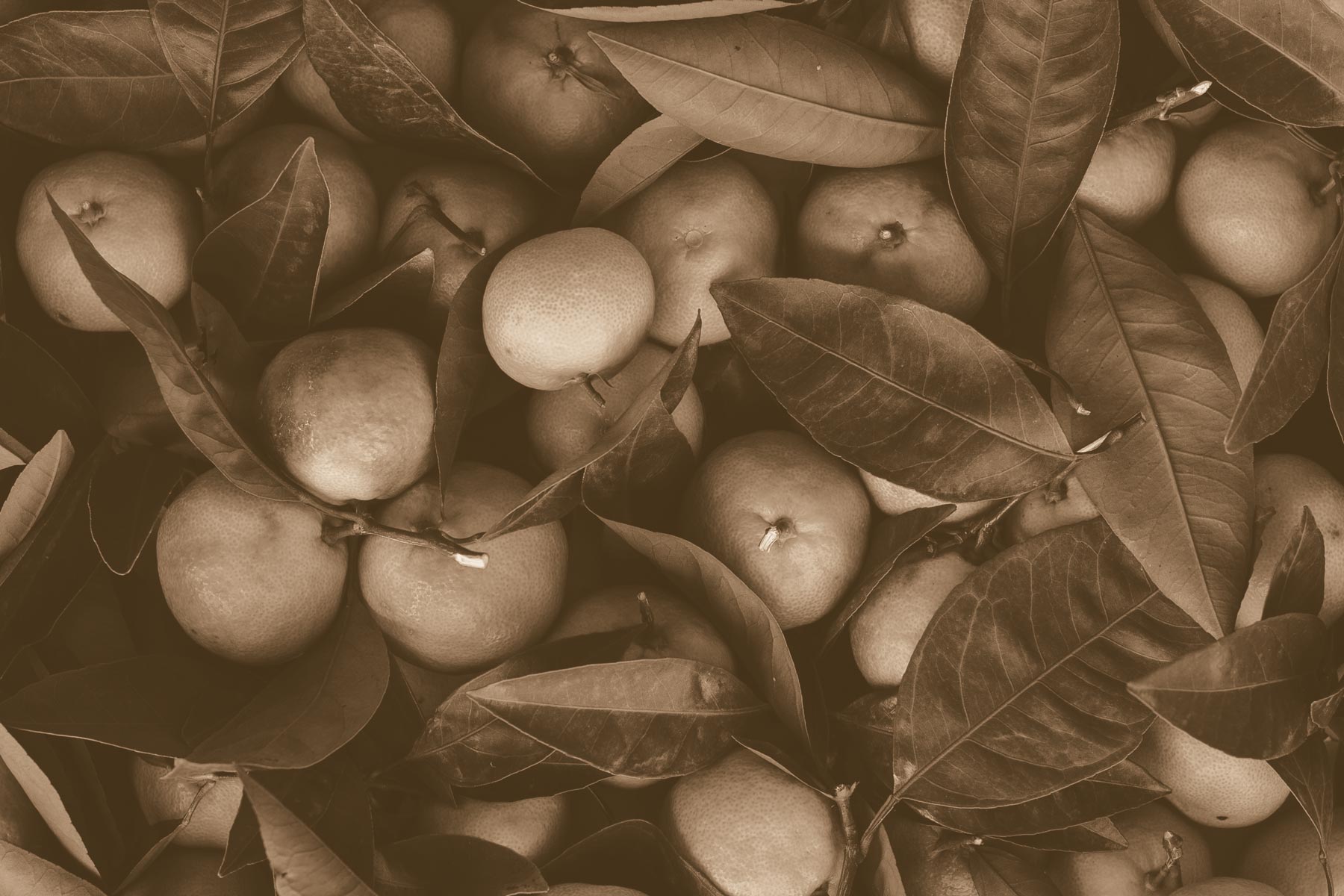 Sepia-toned photo of a pile of oranges and orange tree leaves.