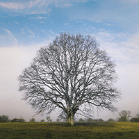 Photo of a tree
